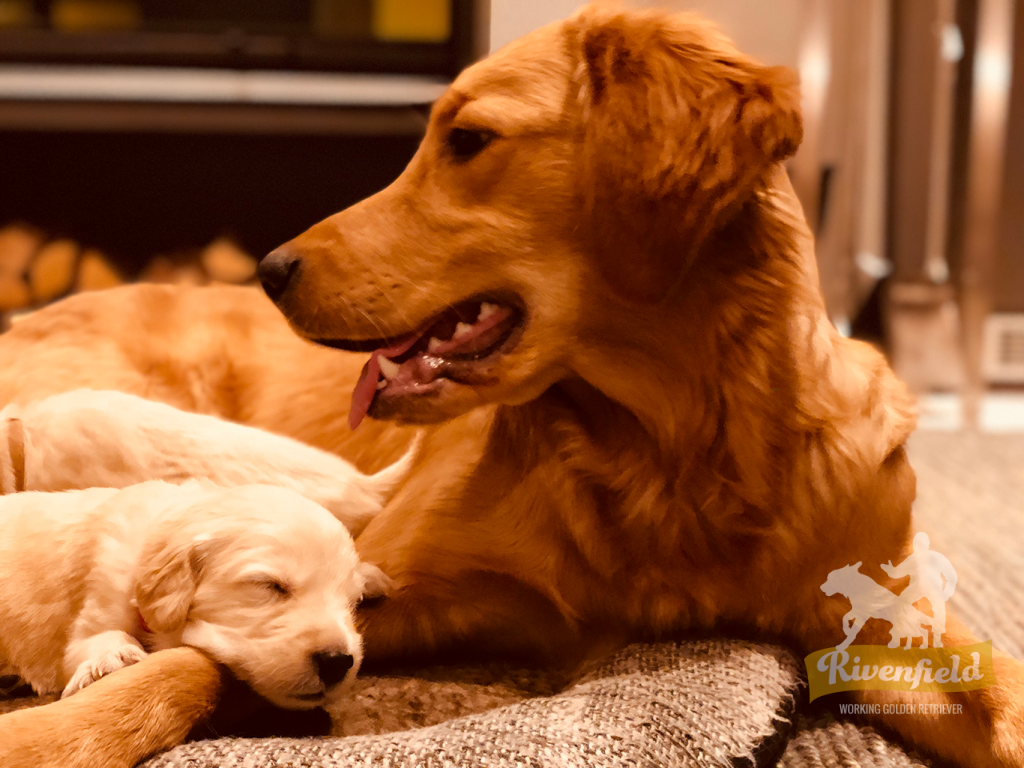 mira-mira-in-english-working-golden-retriever-of-kennel-rivenfield